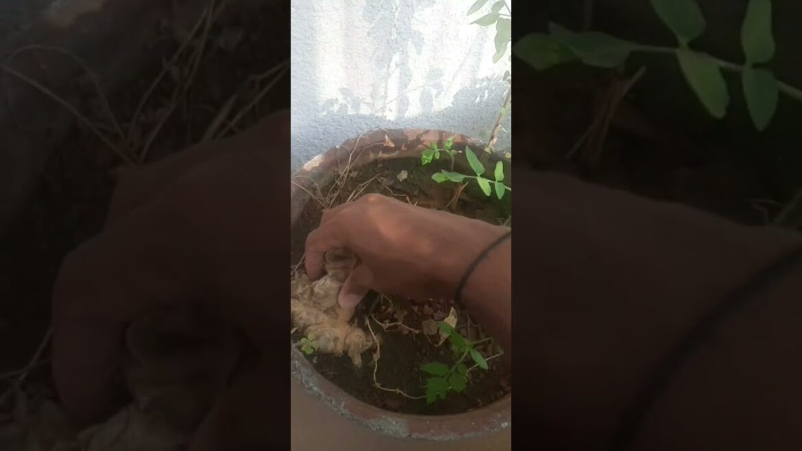 Ginger | gardening | @akshay415k #nature #ginger #trends #minivlogs Ginger | gardening | @akshay415k #nature #ginger #trends #minivlogs