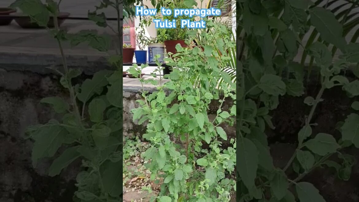 तुलसी का पौधा कैसे लगाए? #plants #gardening #tips #tulsi #shorts  #trendingshorts #shortsfeed