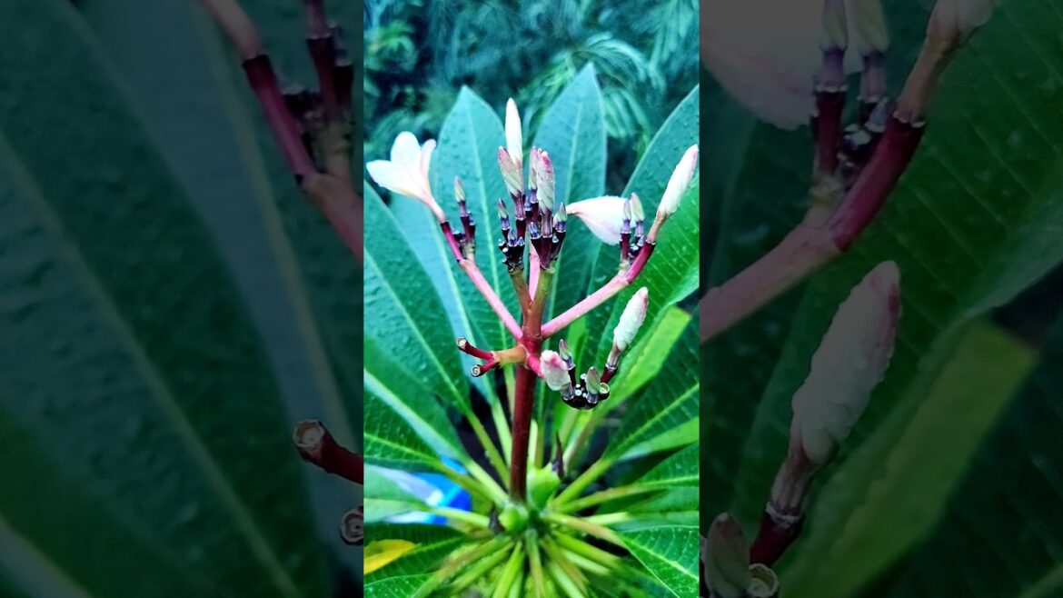 Tips For The Champa Plant | How To Care Champa Plant #shorts #shortvideo