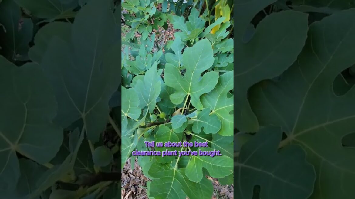 Are clearance plants worth buying? Yes! Go rescue a plant! #gardening #shorts #figs #clearance