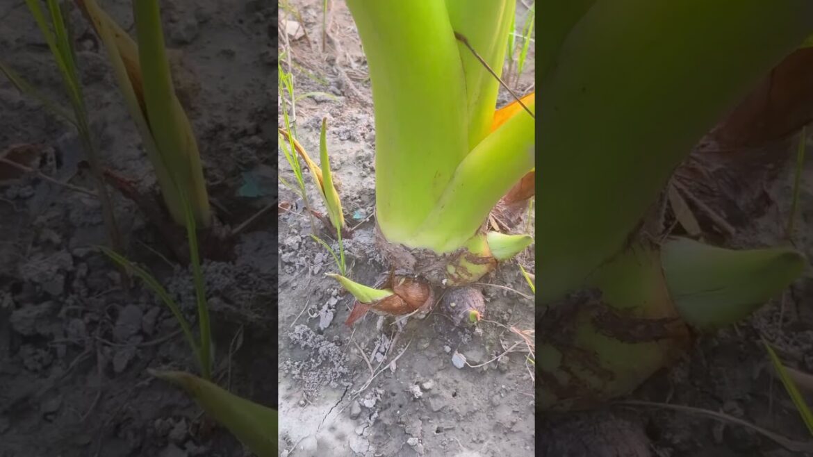 Backyard Taro plants #backyard homestead tour #small scale homestead #taro plant #urban homstead