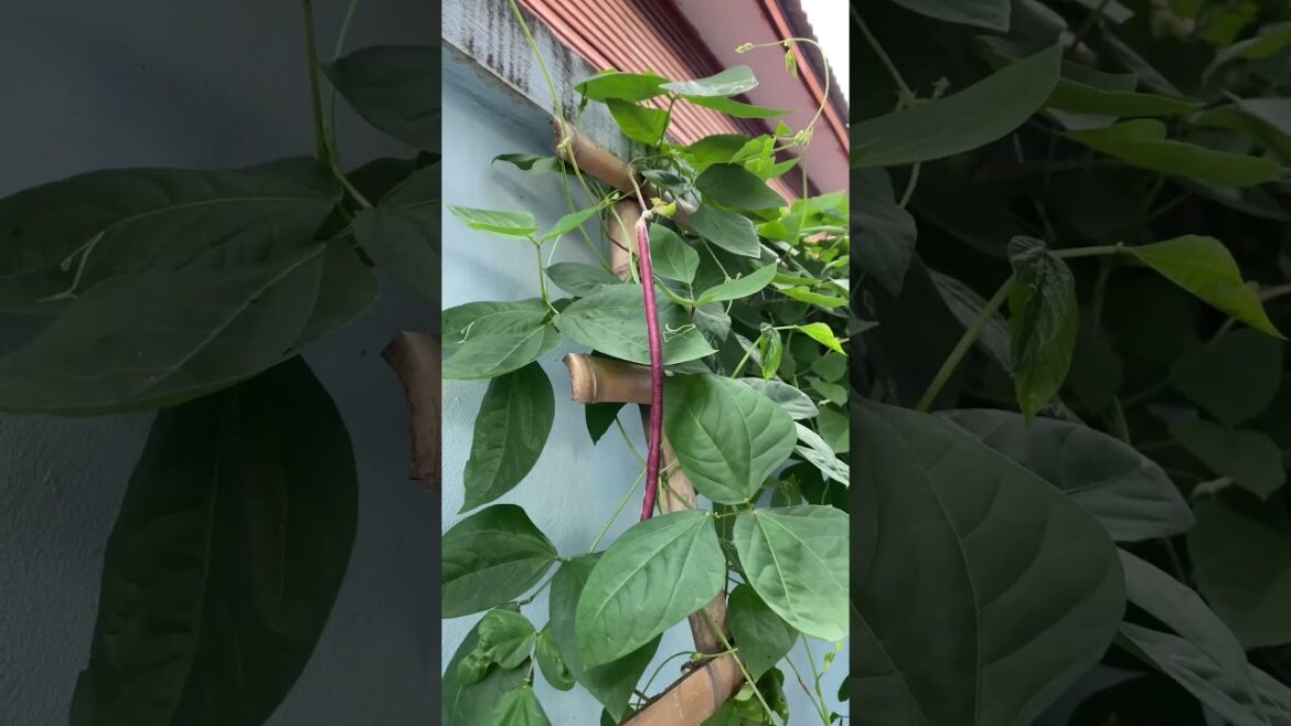 Daily life gardener by meimei / tips for growing/ enjoy with organic vegetable #shorts #gardening