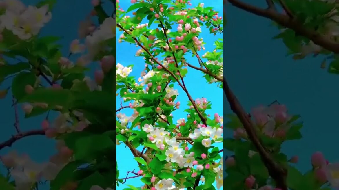 Beautiful flowering trees flowering#shorts