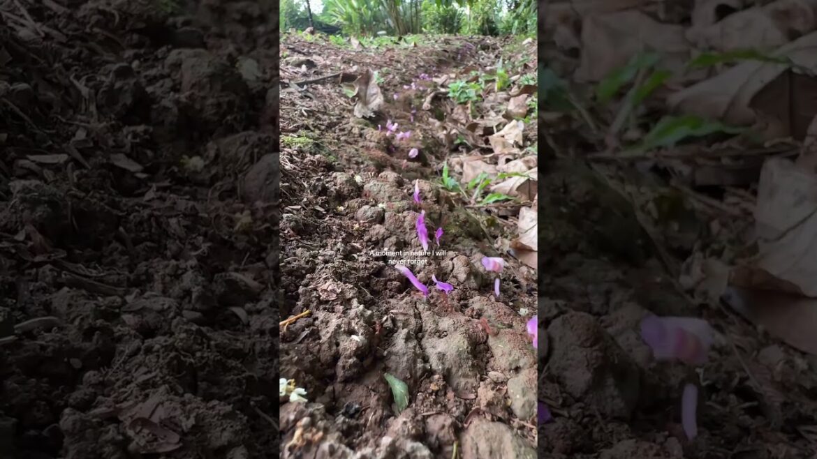 Plant Scientist Captures Colony of Ants Carrying Flower Petals Plant Scientist Captures Colony of Ants Carrying Flower Petals
