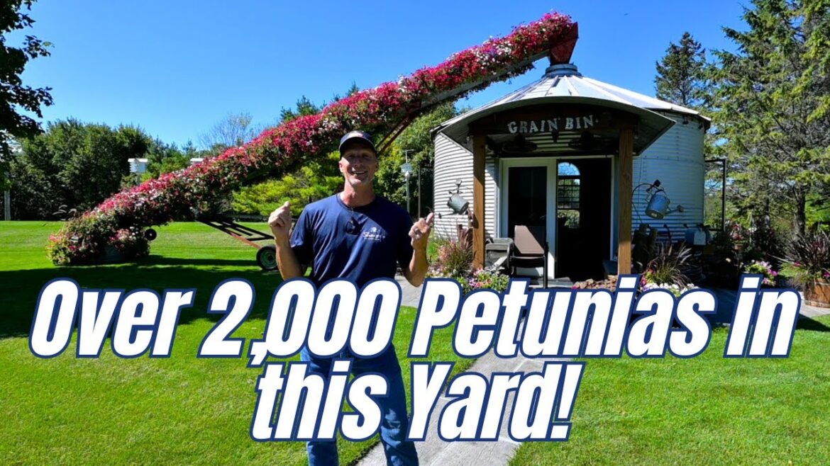 Over 2000 Wave Petunias in this Yard! Check It Out Over 2000 Wave Petunias in this Yard! Check It Out