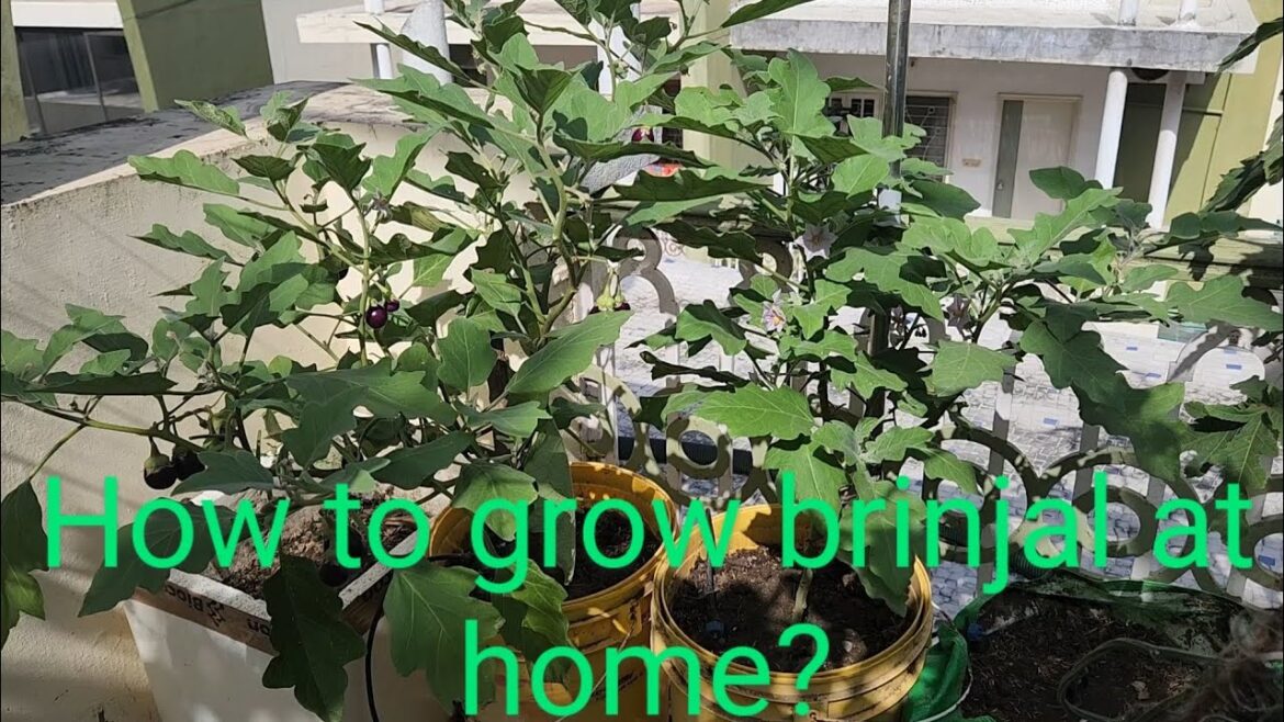 How to grow brinjal at home/गमले में बैंगन कैसे उगाए.Gardening tips for beginners@Greenleafytales How to grow brinjal at home/गमले में बैंगन कैसे उगाए.Gardening tips for beginners@Greenleafytales