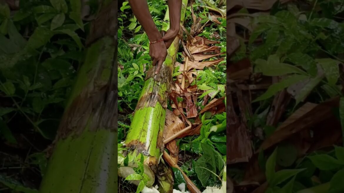edible stem, Flower & fruits satisfying harvesting technique