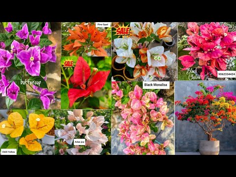 Top 20 New Bougainvillea Varieties 2024 with Names and ID horticultureking Top 20 New Bougainvillea Varieties 2024 with Names and ID horticultureking