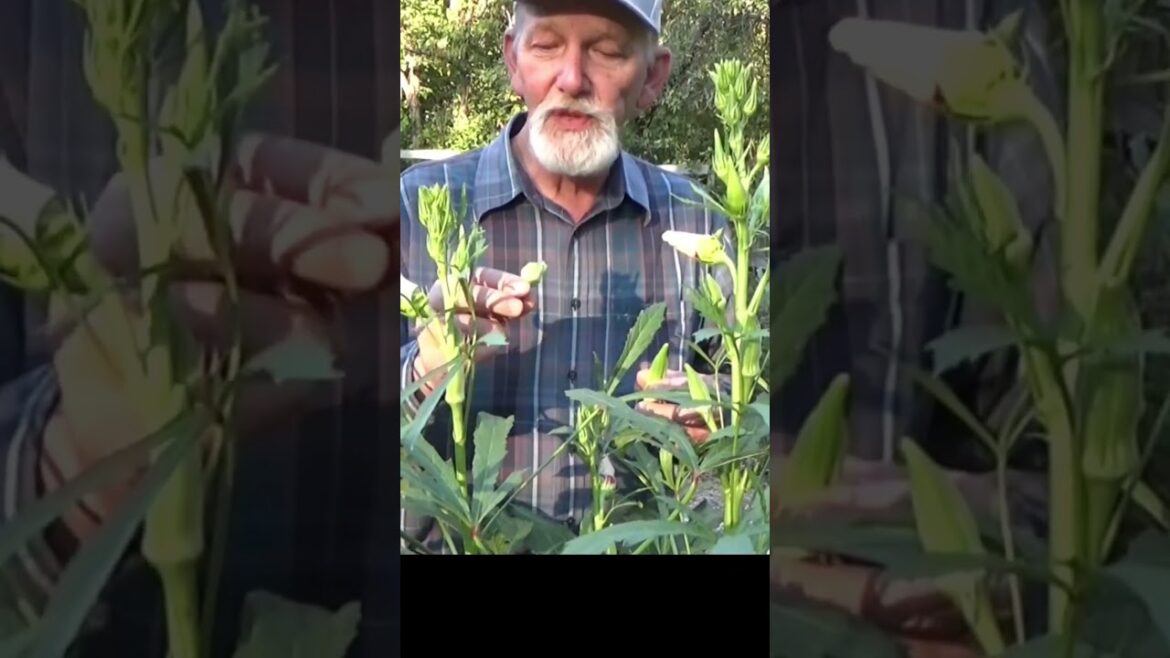 Okra leaves, did you know they were edible #garden #growyourownfood #gardening Okra leaves, did you know they were edible #garden #growyourownfood #gardening
