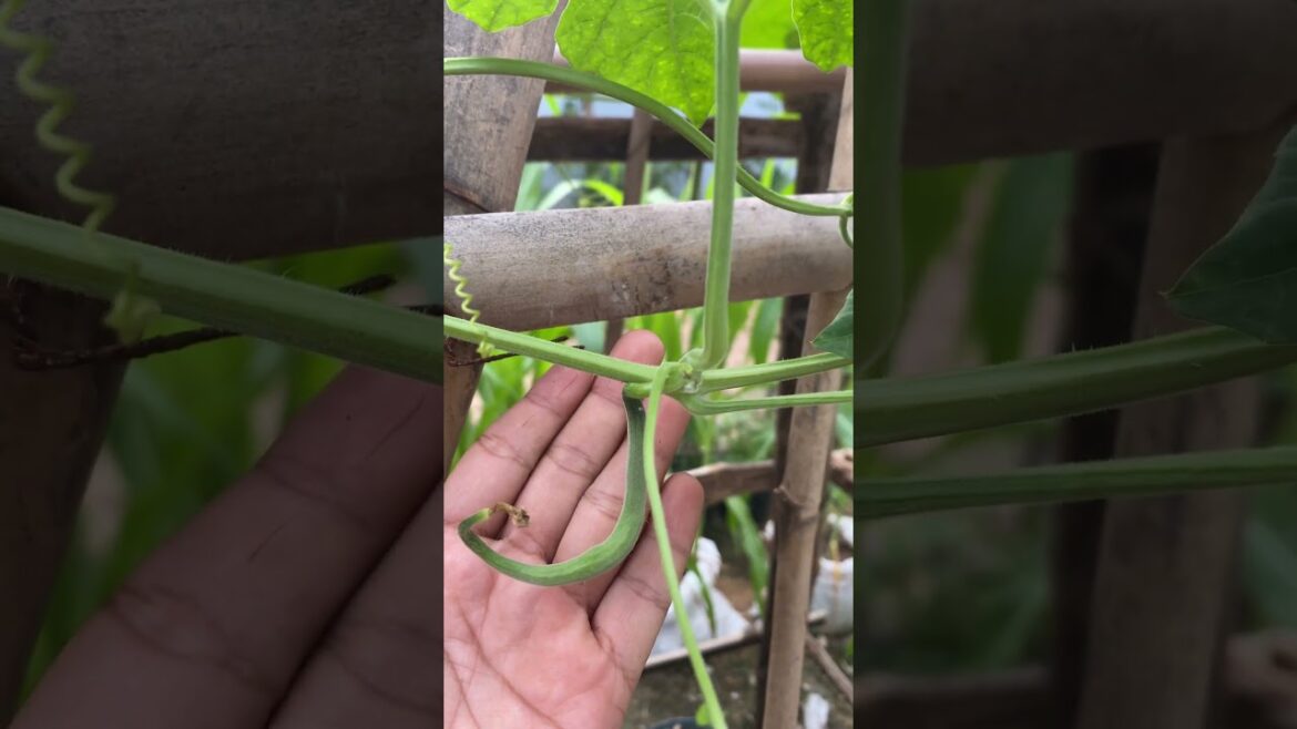 My backyard garden idea for everyone / my daily life with garden #meimeigarden #tipsgarden