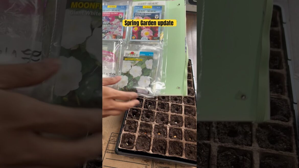 Chicago gardener #minivlog #dailyvlog family traveller Tamil Vlogs America #shortfeed #tamilshorts