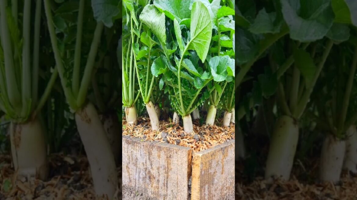 Techniques to Radish caltivation #shortvedio#mula chas#vegetablegardening