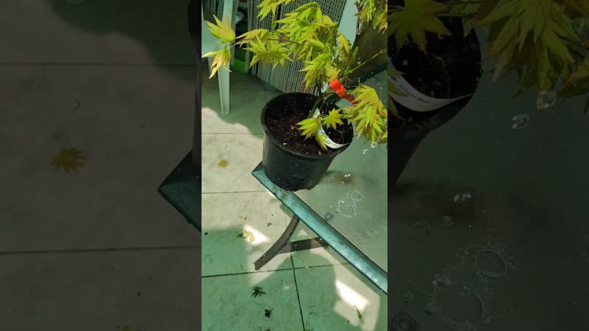 Japanese Maples wátering  unboxing#backyard# landscape#nature #plants#bonsai#garden