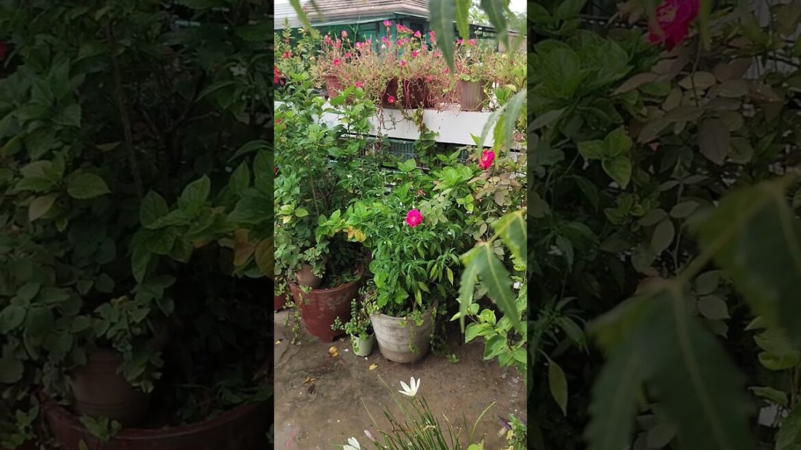 Rain Ruined My Gardening Plans #gardening #rain #flowers