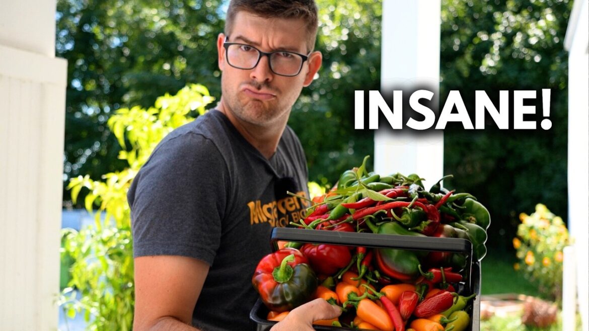 MIgardener: We NEVER Expected THIS! UNBELIEVABLE Peppers! We NEVER Expected THIS! UNBELIEVABLE Peppers!