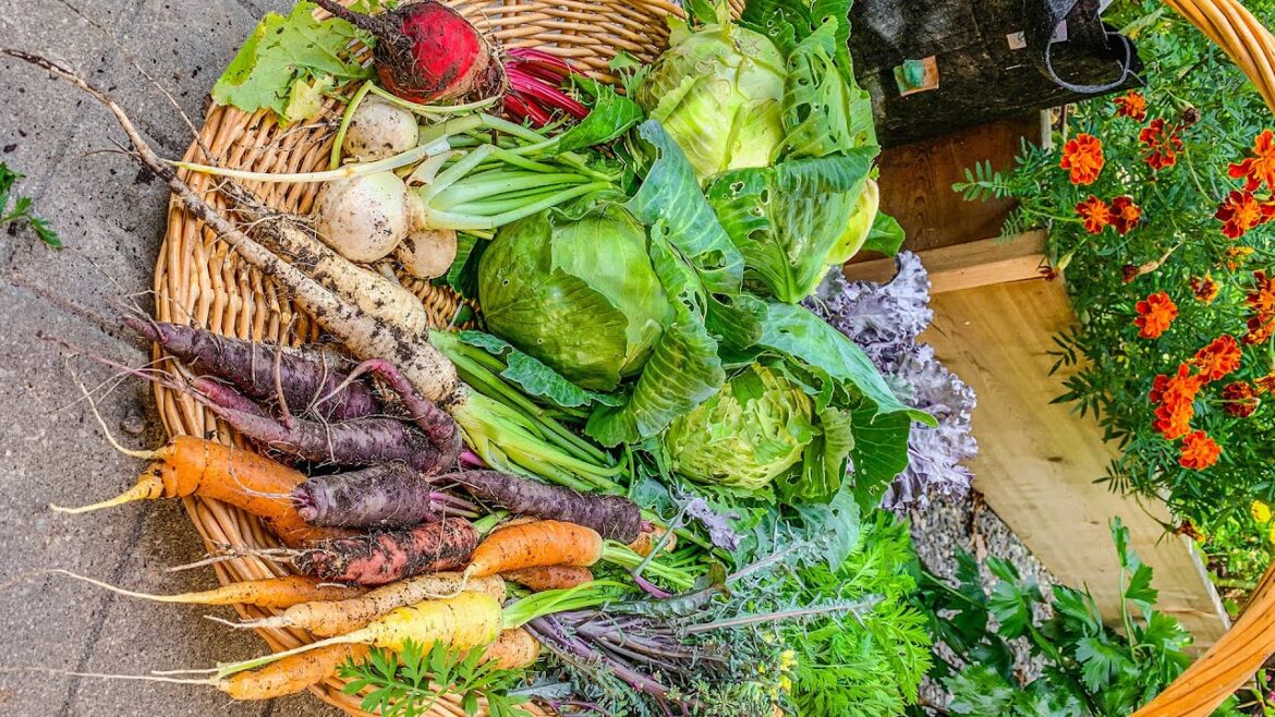 Harvesting dinner from our backyard garden. Cabbage Edition
