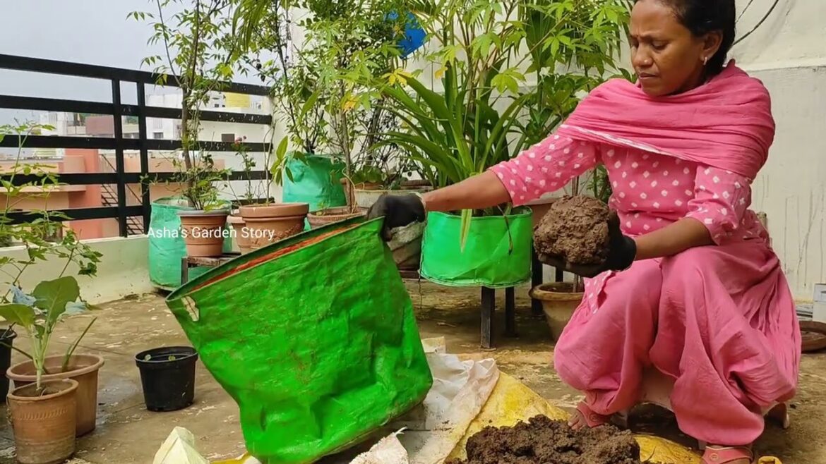 Useful Gardening Tips🔥September2024✨उपयोगी गार्डनिंग टिप्स🌿#ashasgardenstory#gardening