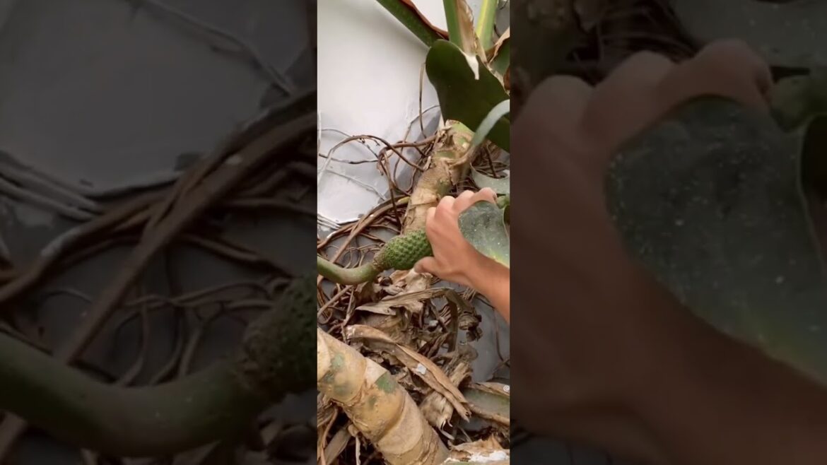 Wait for it monstera fruit #humor #gardening #containergardening #monstera