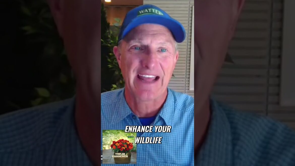 Create a Buzz in Your Backyard