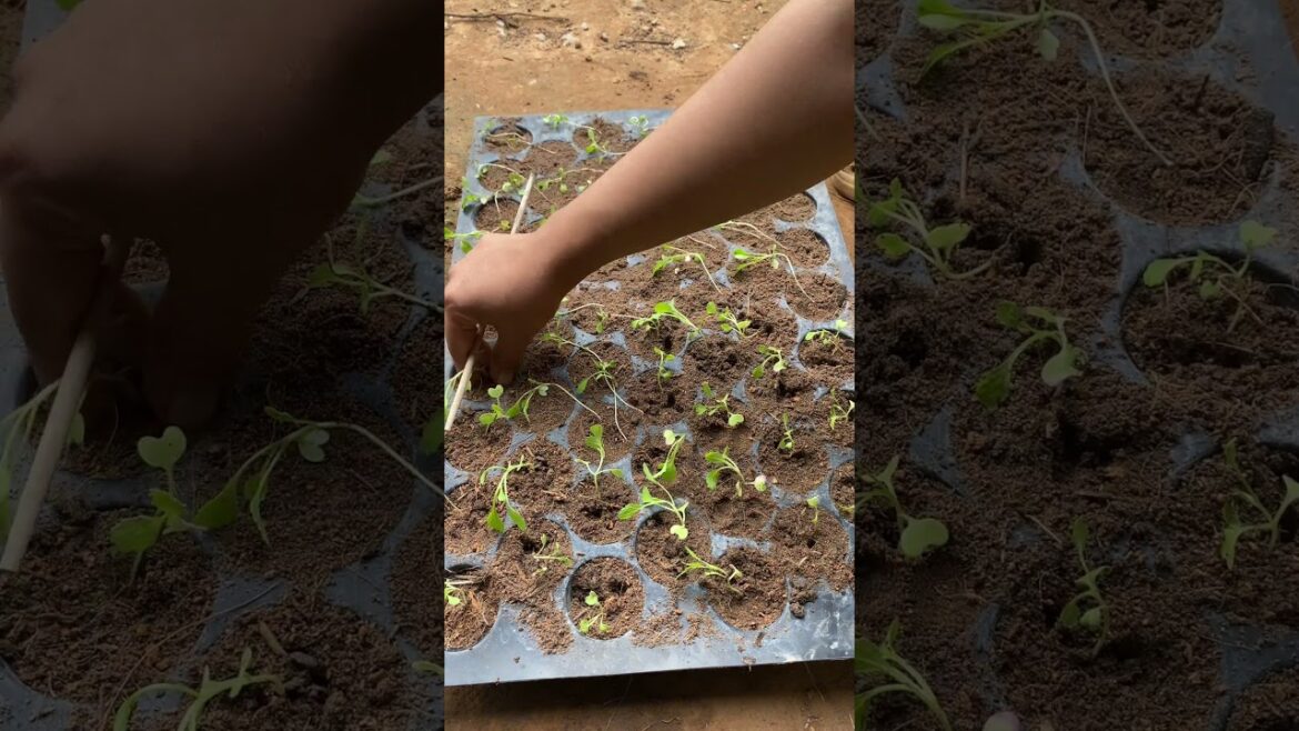 Daily life gardener by meimei / tips for growing/ enjoy with organic vegetable #shorts #gardening