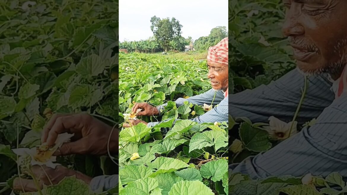 Hand Pollination in Spiny Gourd or Teasel Gourd or Kakrol- necessary for better yield #shorts Hand Pollination in Spiny Gourd or Teasel Gourd or Kakrol- necessary for better yield #shorts