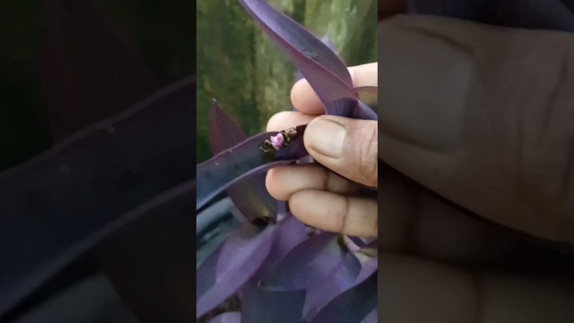 purple heart plant care tips// how to take care of purple heart plant #shorts #purple heart plant purple heart plant care tips// how to take care of purple heart plant #shorts #purple heart plant