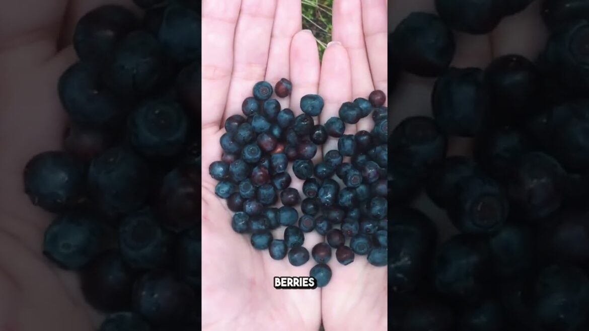 Survival Foraging | Edible Plants Name To Know #shorts #wildfoods #foragedfood #survivalfood Survival Foraging | Edible Plants Name To Know #shorts #wildfoods #foragedfood #survivalfood