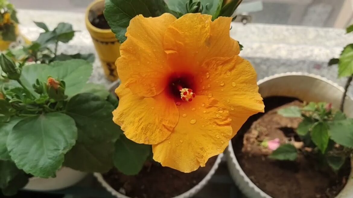 New gardener tips/hard pruning, summer plants#viralvideo #trending #plantslover #ytshorts #sargam