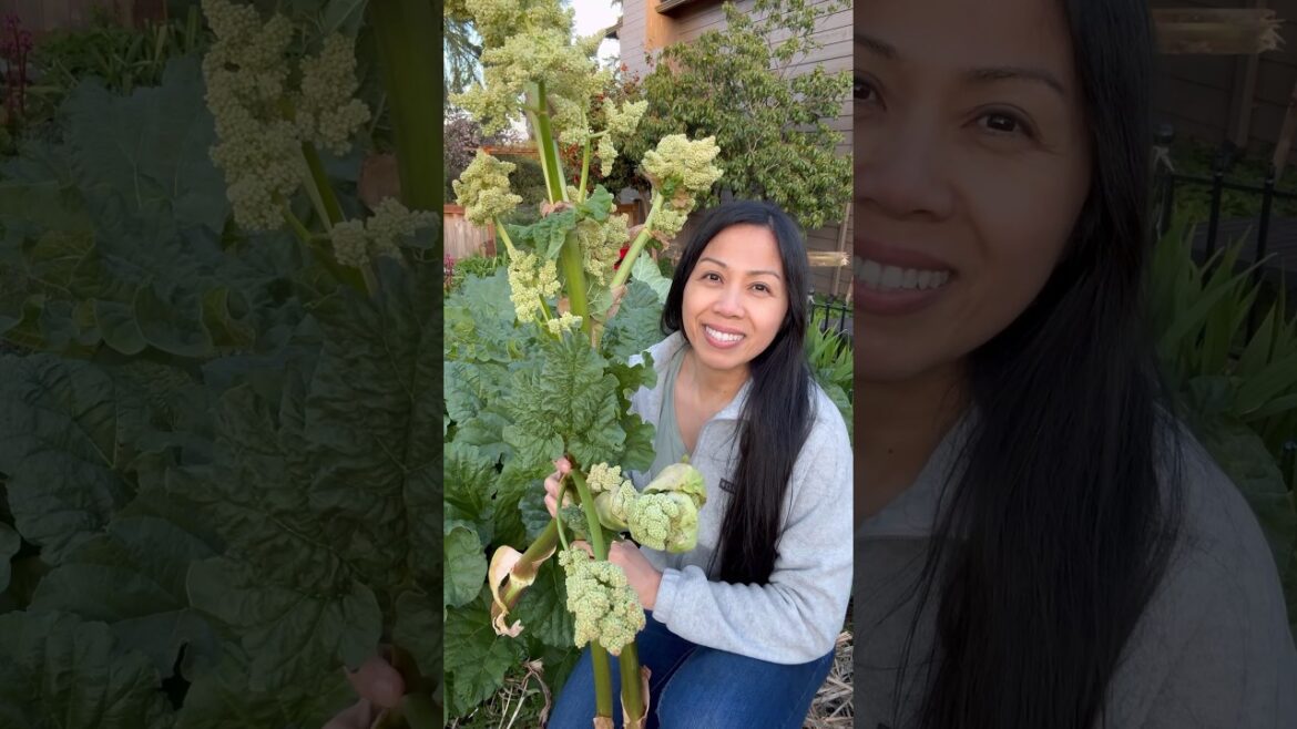Removing Rhubarb Flower Stalks #shorts #gardening #rhubarb Removing Rhubarb Flower Stalks #shorts #gardening #rhubarb