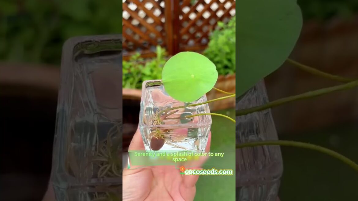 Create Your Own Peaceful Water Garden with Bowl Lotus#cocoseeds#coco#bowllotus#flowerseeds#garden