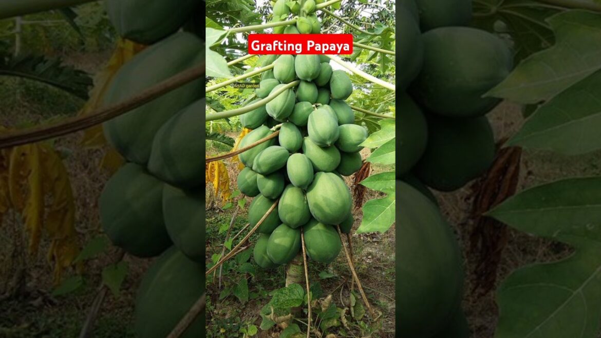 Grafting on Papaya Tree /Grafting papaya#grafting