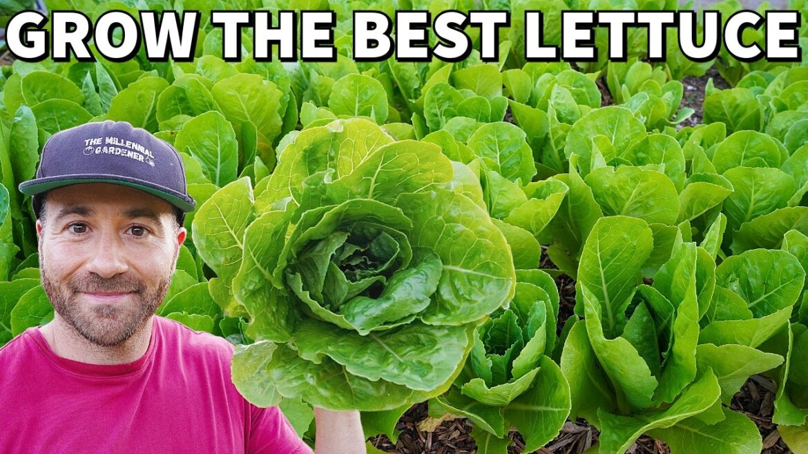 How To Grow The BEST LETTUCE Of Your Life With 5 EASY Tips!