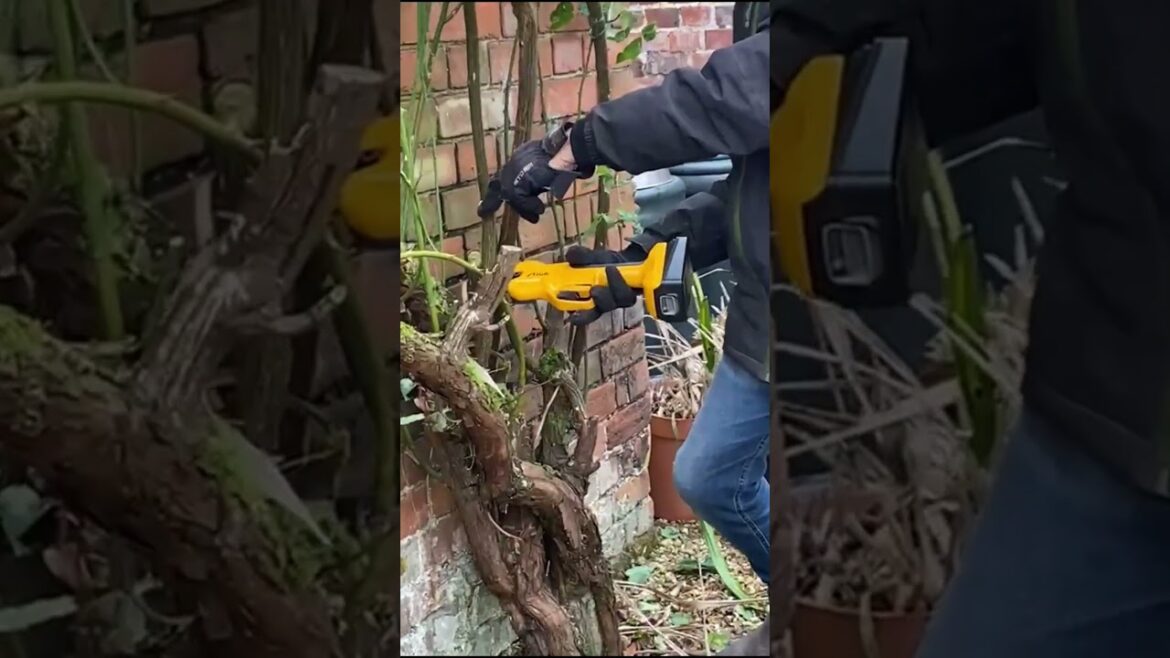 Simple hints and #gardentips for pruning a ramabling rose #gardeningadvice #gardengurus Simple hints and #gardentips for pruning a ramabling rose #gardeningadvice #gardengurus