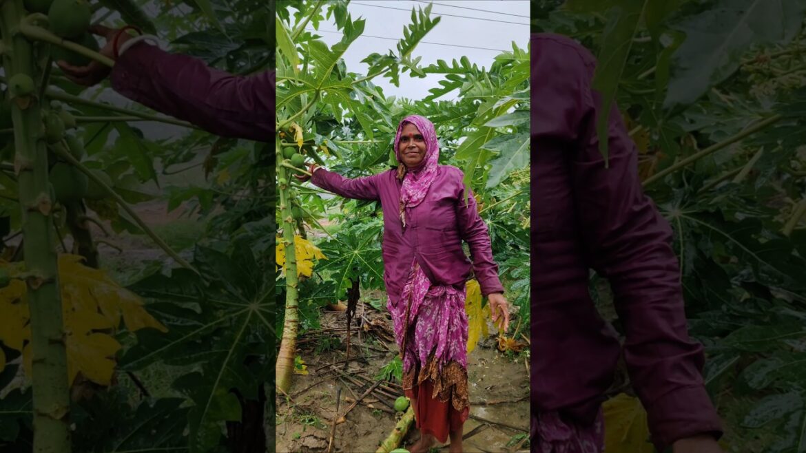 See What She Was Harvesting? (Papaya) #shorts