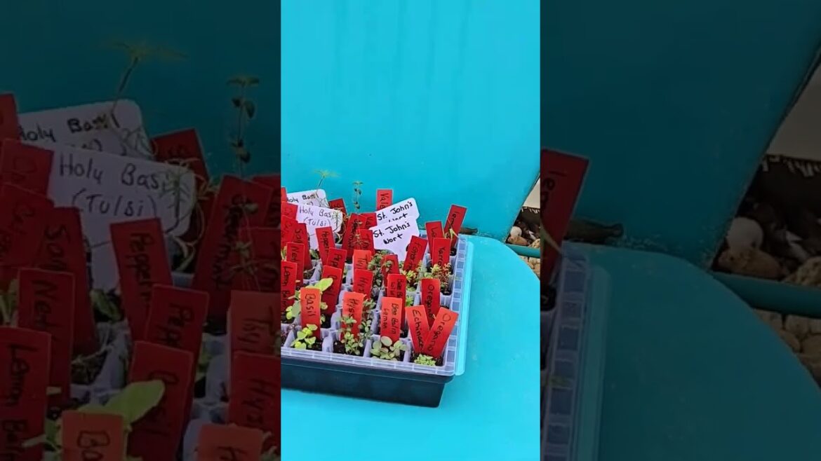 Seedlings are ready to get in the ground!