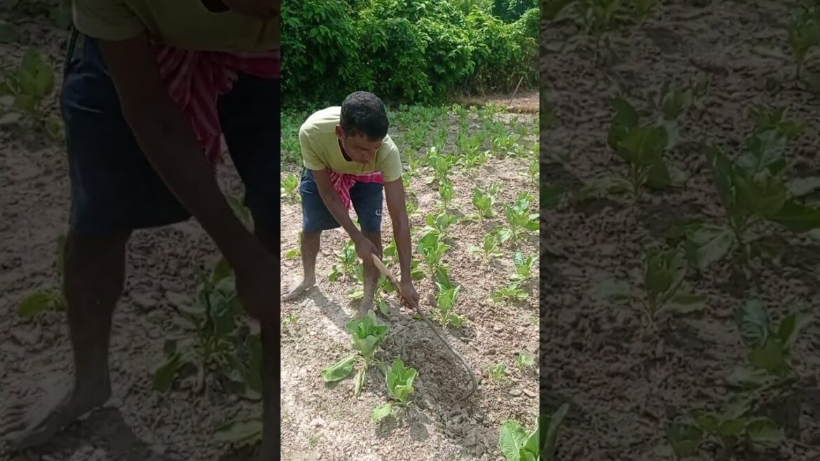 Expert Earthing Up of Soil for Ridge Formation in Cauliflower Farming #shorts