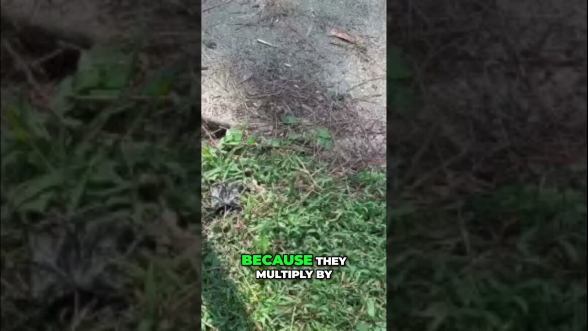 Planting Moroccan Mint  Container Gardening Tips #herbs #containergardening