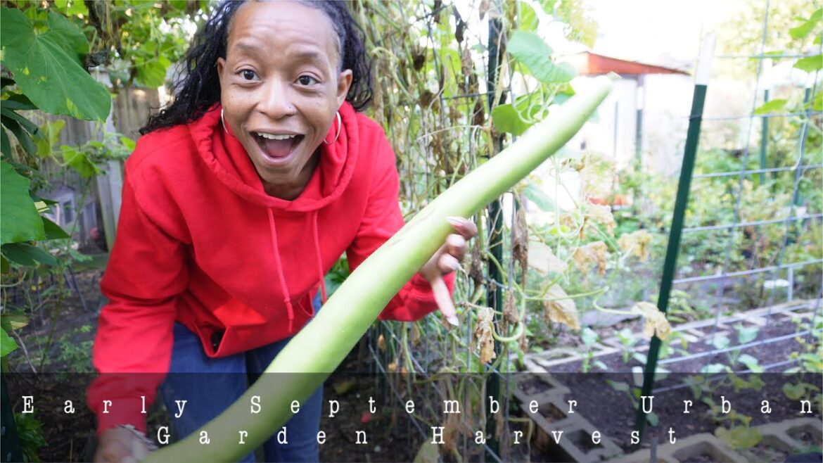 September Urban Garden Harvest | Grapes Are Coming In | My Plan To Preserve And Use The Harvest