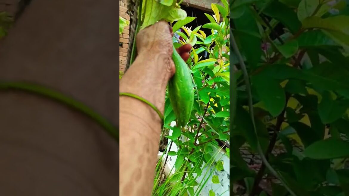 Harwesting from terrace garden#shortsvideo #vegetablegardening #organicvegetablegarden #gardening