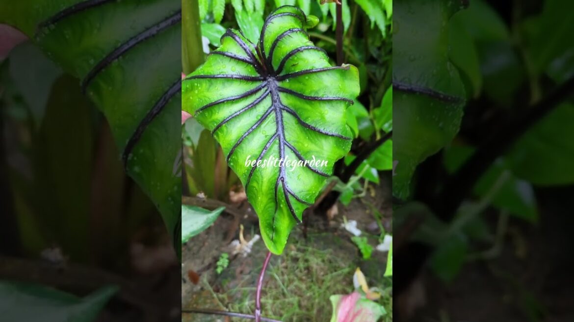 Pharaoh Mask Plant: The Hottest Trend RIGHT NOW Pharaoh Mask Plant: The Hottest Trend RIGHT NOW