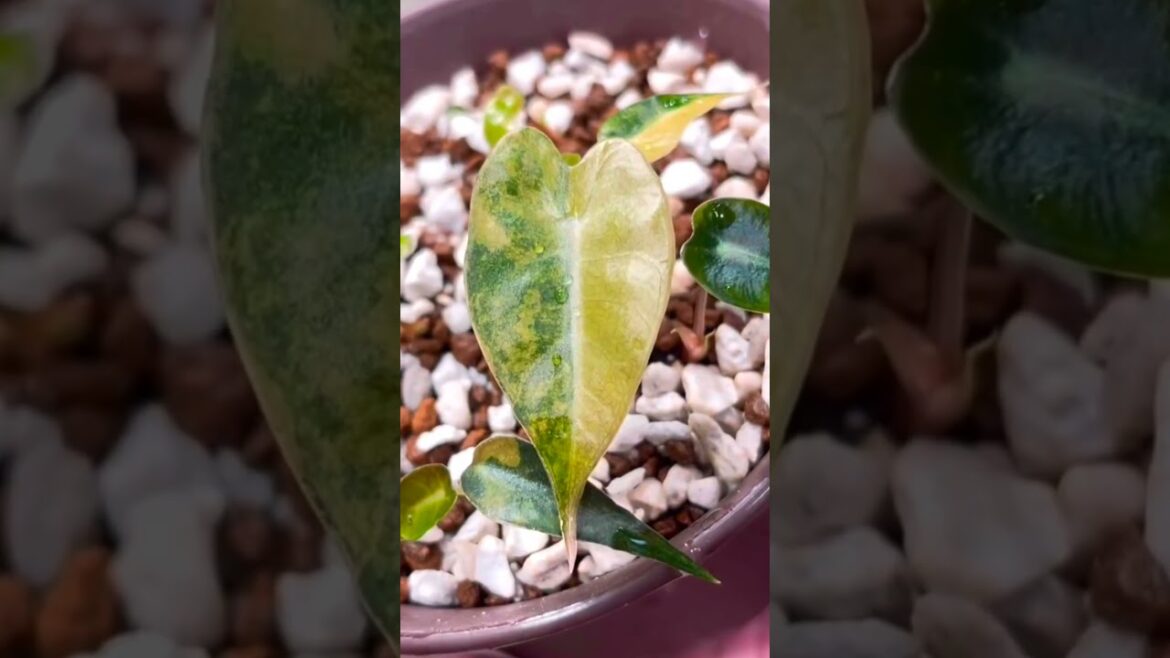 Alocasia variegated #rareplants#indoorplants #anushika #reels #garden #tips and tricks😍 Alocasia variegated #rareplants#indoorplants #anushika #reels #garden #tips and tricks😍