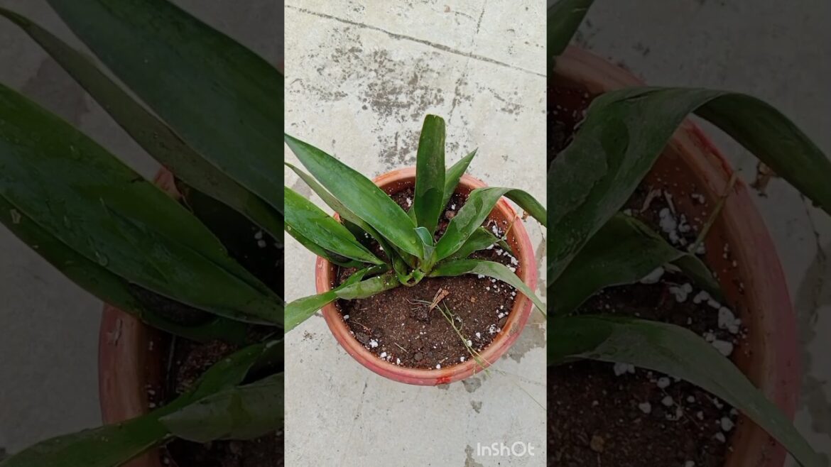 गमले के लिए हलकी मिट्टी कैसे बनाये#shorts#gardening#potting mix#plants गमले के लिए हलकी मिट्टी कैसे बनाये#shorts#gardening#potting mix#plants