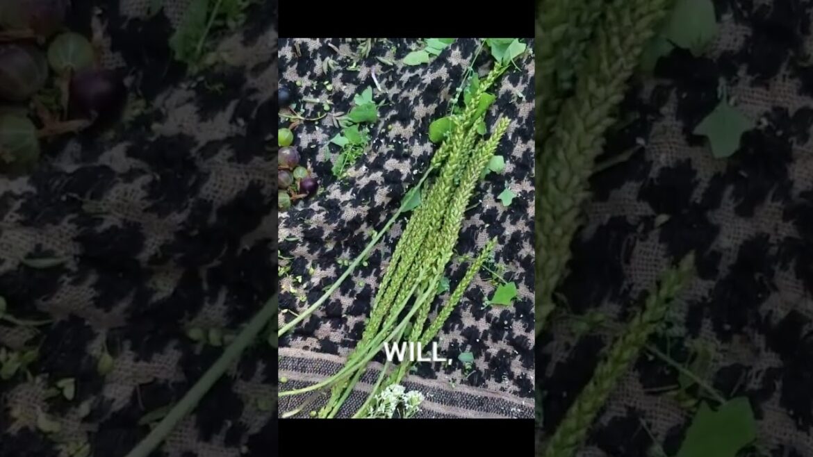 Foraging for Wild Edibles & Cooking them Over a Campfire! Foraging for Wild Edibles & Cooking them Over a Campfire!