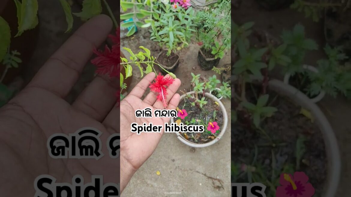 spider hibiscus 🌺 | garden tips #hibiscusplant #shorts