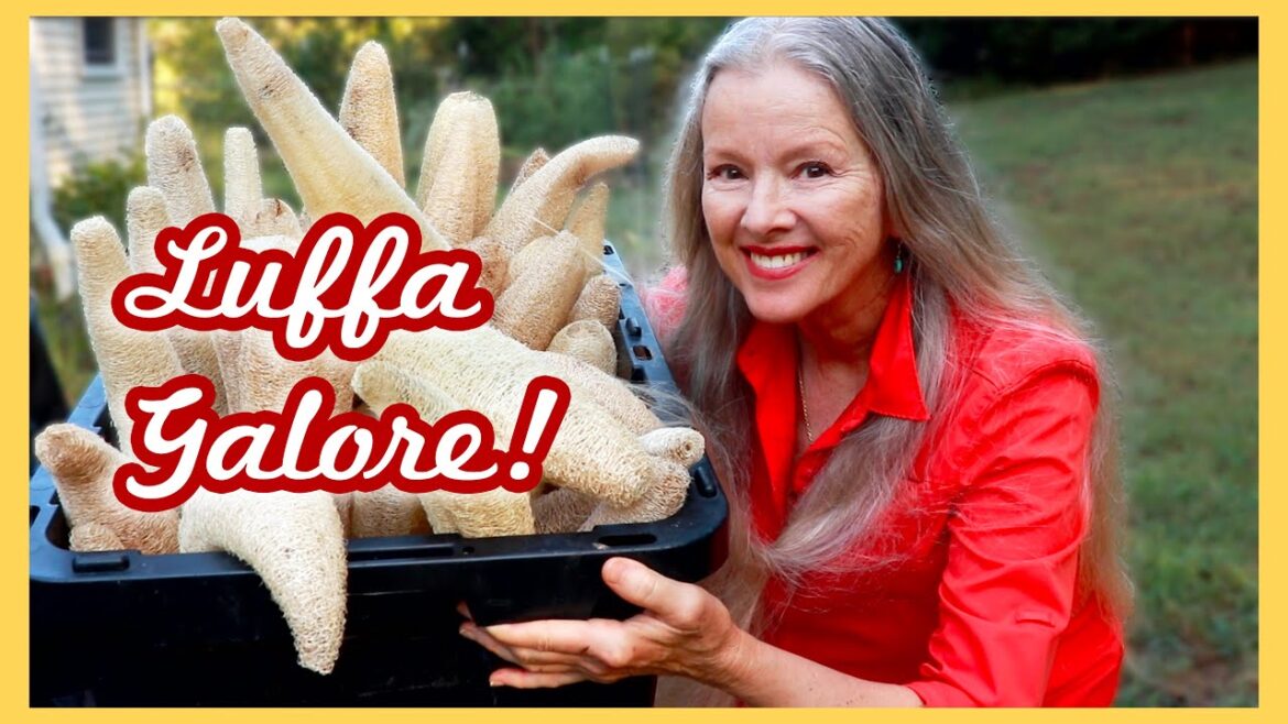 Kaye Kittrell: How to CLEAN and DRY LUFFA (for sponges or crafts) How to CLEAN and DRY LUFFA (for sponges or crafts)