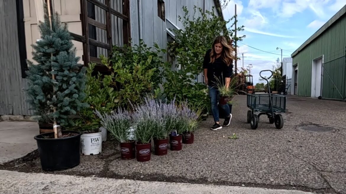 Garden Answer: Plant Shopping for the Dream Stream! 🌲🌿🌳 // Garden Answer Plant Shopping for the Dream Stream! 🌲🌿🌳 // Garden Answer