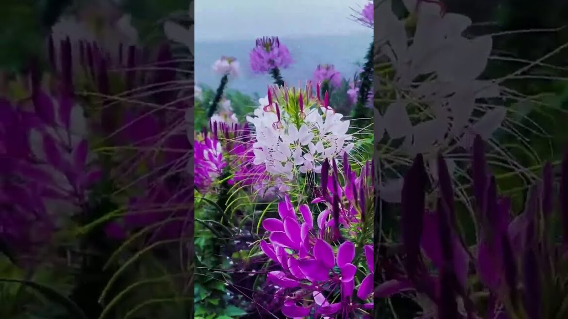 Beautiful flowering trees beautiful flowers🌸🌺🌻🌹🌷🌼💐#shorts #flowergarden