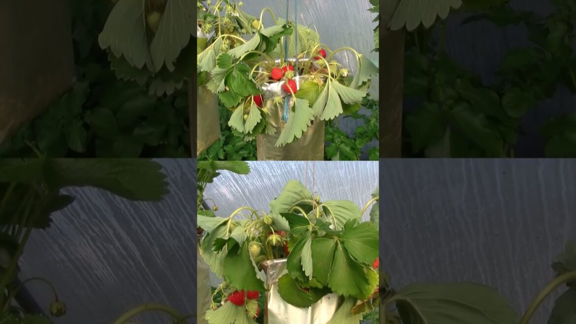 The Strawberry Effect #strawberries #containergardening #gardening #distraction