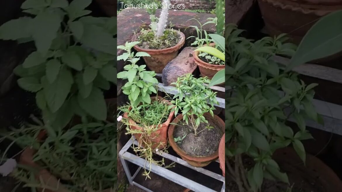 # Rooftop Garden # My Rooftop Garden # Container Garden # # Rooftop Garden # My Rooftop Garden # Container Garden #