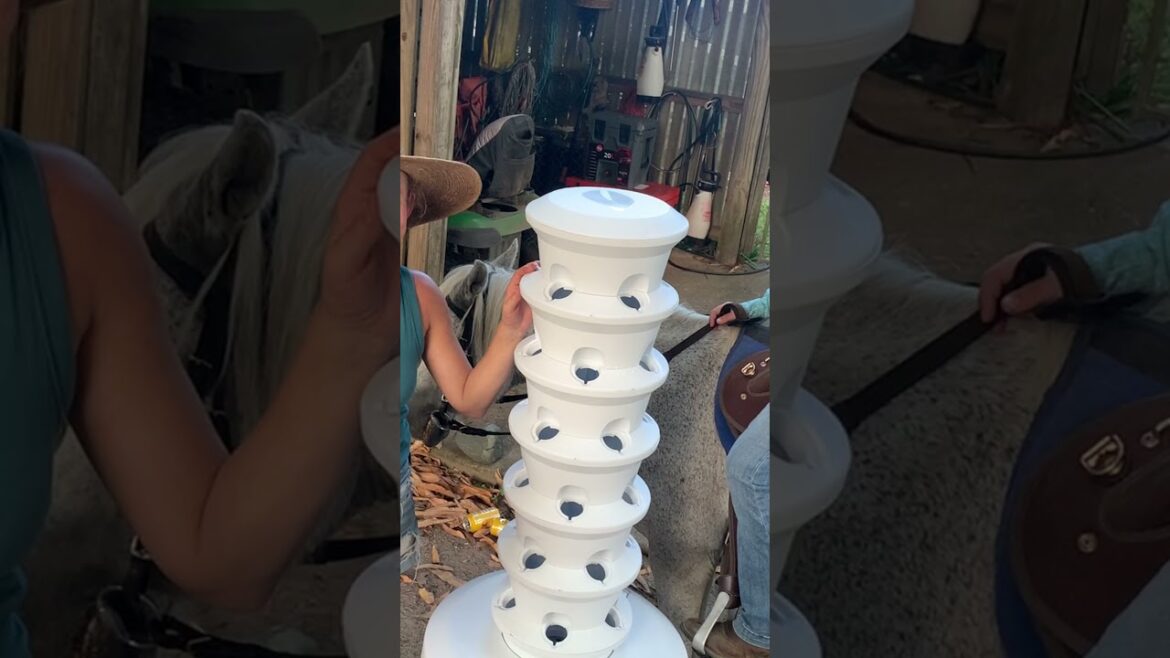Fast-Forward Assembly: My Airgarden Setup in 17 Seconds! #gardening #airgarden #aeroponics Fast-Forward Assembly: My Airgarden Setup in 17 Seconds! #gardening #airgarden #aeroponics